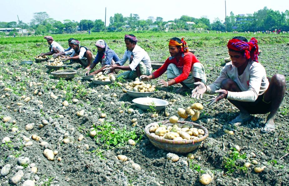 MUNSHIGANJ: Labourers are passing busy time at Munshiganj in potato harvest. This was taken from Sreenagar Upazila yesterday.
