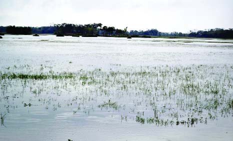 SYLHET: Boro paddy field at haor areas in Sylhet have been submerged and damaged due to heavy downpour for few days. This picture was taken on Saturday.