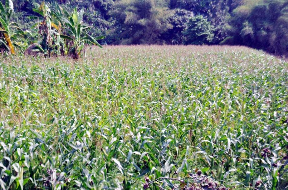 Hybrid maize cultivation has increased in Bandarban. This picture was taken from Royanchhari Upazila on Saturday.
