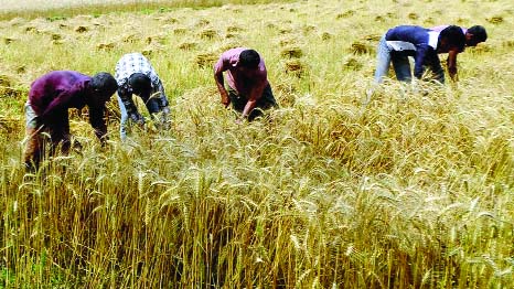 DINAJPUR: Farmers in Kaharul Upazila passing busy time in wheat harvesting . This picture was taken from Kanchon Haor on Saturday.