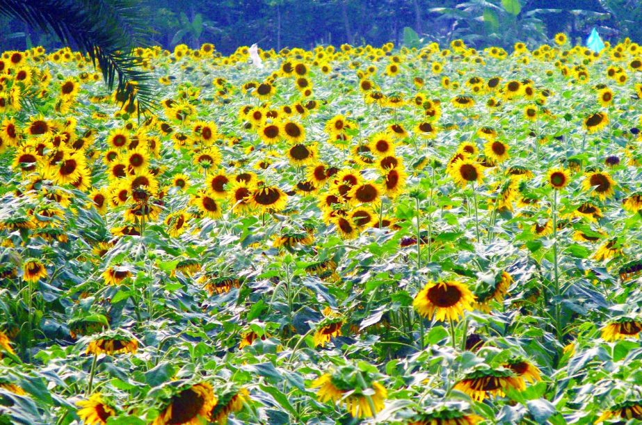 PATUAKHALI: A blooming Sunflower garden in Patuakhali predicts bumper production of the flower. This snap was taken yesterday.
