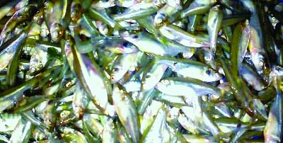 RANGPUR: Increasing intake of micronutrient -rich small fishes improves health indexes in rural areas meeting nutritional demand of the malnourished children, pregnant and lactating women of the northern region in recent years.