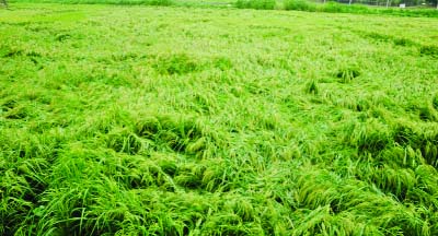 SHERPUR (Bogra): A ripe Boro paddy field has been damaged at Sherpur Upazila due to nor'wester on Saturday.