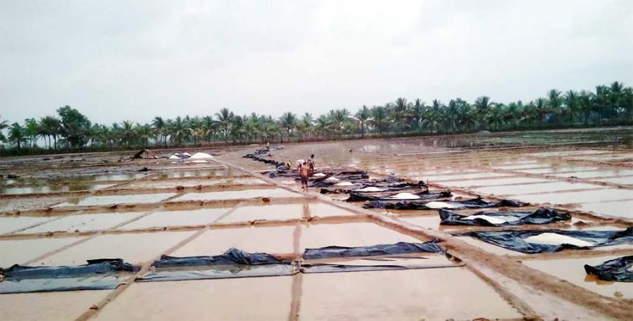 A salt field at Cox's Bazar has been submerged due to heavy rain hampering salt cultivation. This picture was taken yesterday.