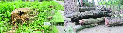 SREEBARDI (Sherpur): Trees cut down from roadsides by miscreants were recovered from Sreebardi Upazila on Monday.