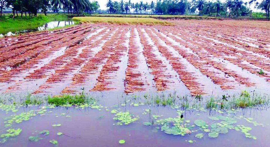 BAGERHAT: A Boro paddy field has gone under water due to torrential rain at Chitalmari Upazila on Wednesday.