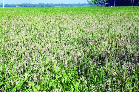 JAMALPUR: Blast disease affects BR-28 paddy field at Melandah in Jamalpur.