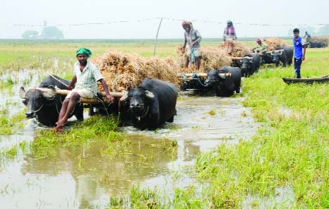 BOGRA: Farmers in Chalan Beel taking harvested Boro paddy to their home as flash flood and heavy rain damaged crops .This snap was taken on Saturday.