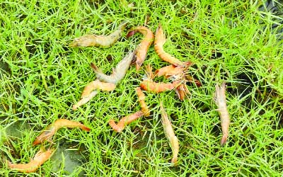 BAGERHAT: A view of dead shrimps in a fish farm in Bagerhat.