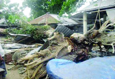 SUNDARGANJ (Gaibandha): A rain tree was uprooted by nor'wester at Shobhaganj Bazar on Sunday.