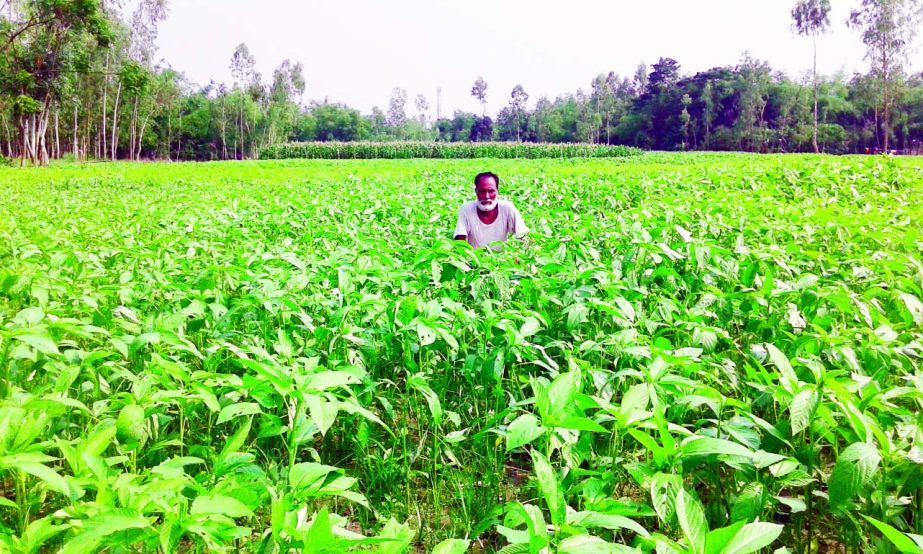RANGPUR: Tender jute plants growing excellent in Rangpur predicts bumper production .