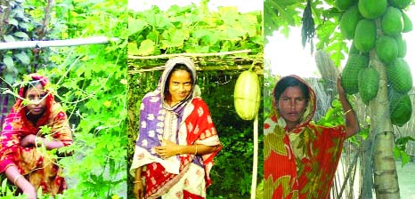 RANGPUR: Homestead vegetable cultivation improving the socio-economic and nutritional status of the extremely poor char people in the Brahmaputra basin braving adverse climate change impacts in recent years.