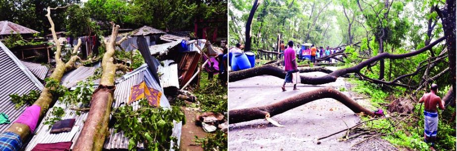 SHERPUR(Bogra): Big trees were uprooted and houses were damaged (left) hampering communication at Sherpur- Dhunot Road by nor'wester on Monday.