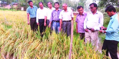 RANGPUR: Deputy Director of the Department of Agriculture Extension SM Ashraf Ali visiting a ripe zink -enriched BRRI dhan at a Field Day organised by RDRS Bangladesh in Ghopukur Village in Mithapukur Upazila as Chief Guest on Sunday.