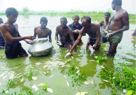 SUNDARGANJ(Gaibandha): Miscreants kill fish in a water body pouring poison at Sundarganj yesterday.