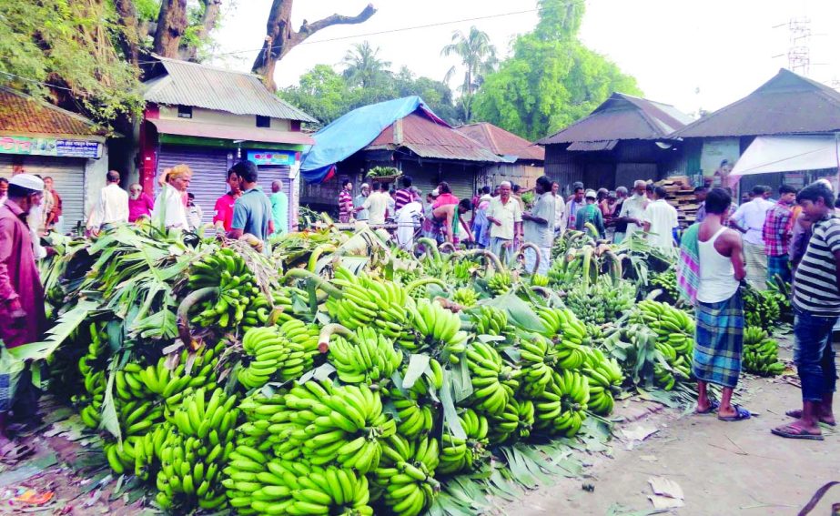 NARSINGDI: Local banana market of Narsingdi preadicts bumper production. The picture was taken from Chornogordi of Polash upazila on Tuesday.