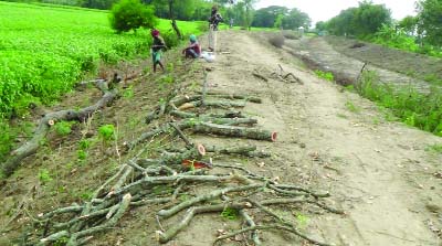 JHENAIDAH: Miscreants cut down roadside trees at Shailkopa Upazila. This picture was taken on Wednesday.