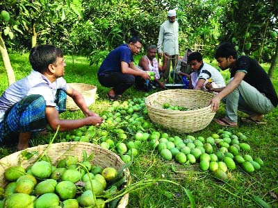 RANGPUR: Traders and buyers passing busy time in harvest of Haribhanga mango in Rangpur yesterday.