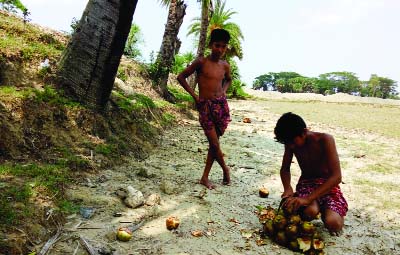PATUAKHALI: Child cutting palm fruit to collect water palm from roadside tree to get rid of heat wave. This snap was taken from Teyakhali Union in Kalapara Upazila on Thursday.