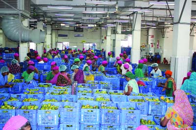 NATORE: Female workers passing busy time in mango processing works at Pran Agro Limited in Ekdala area in Natore on Thursday.