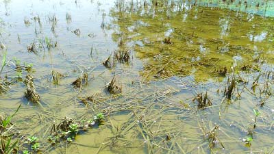 KULAURA(Moulvibazar): Aus paddy are rotten due to flood caused by Monu River erosion at haor area in Moulvibazar. This picture was taken yesterday.