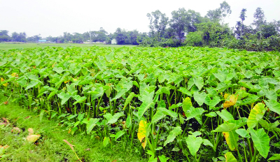 NARSINGDI: A view of arun field at Dogoriya Village in Polash Upazila predicts bumper production of the vegetables.