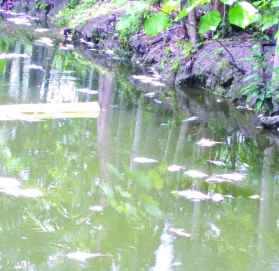 BANARIPARA(Barisal): Miscreants poured poison in a pond of one Muslem Ali Hawlader at Bir Mohol Village which killed different kinds of fishes on Tuesday.