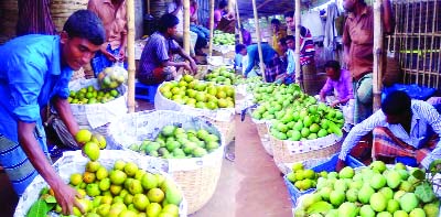 RANGPUR: Mango traders selling highly freshly, fibreless and tasty local Haribhanga Mango at makeshift market near Central Bus Terminal in the city on Wednesday.