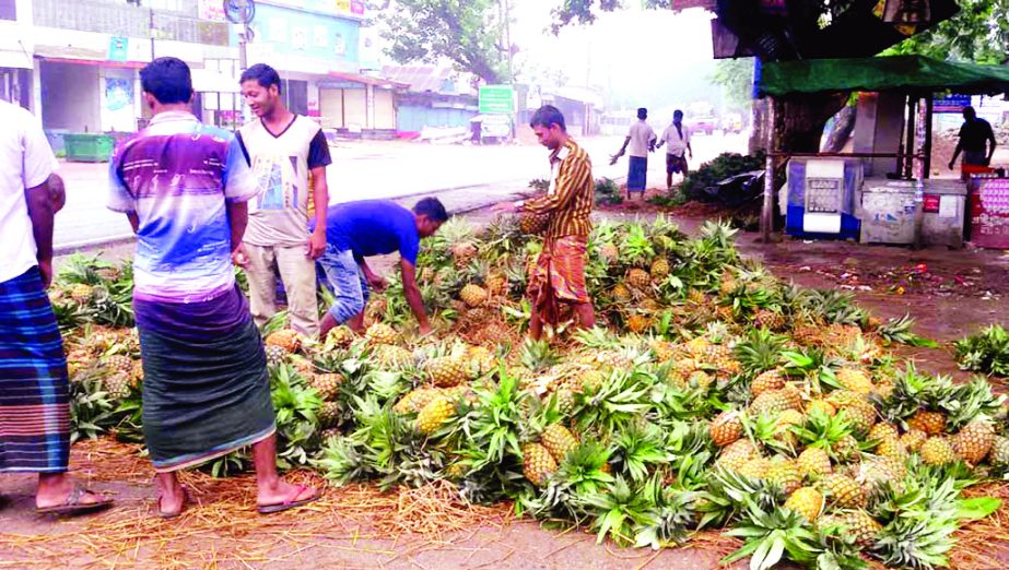 MADHUKHALI (Faridpur): Pineapple traders at Madhukhali Upazila are passing busy time in sale of the seasonal fruits on Tuesday.