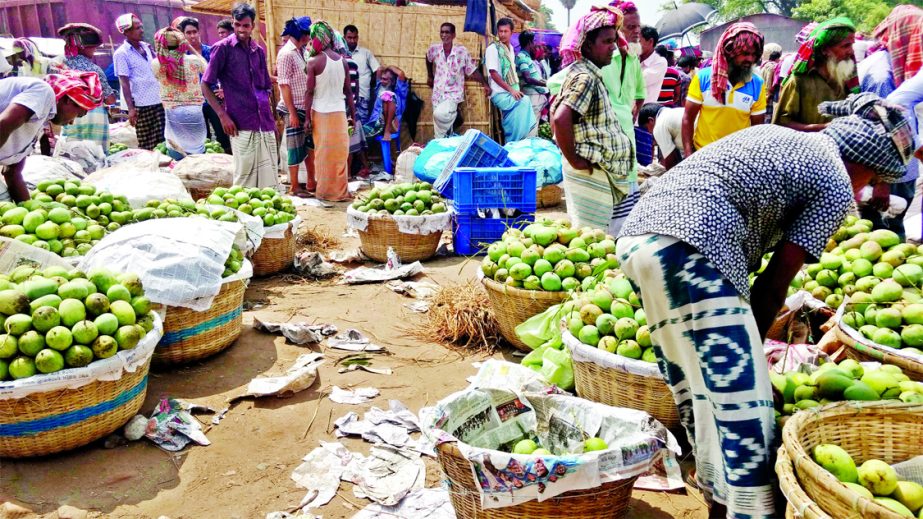 Buyers throng the prime wholesale mango market in Chapainawabganj, the mango capital in the country.