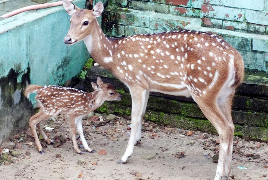 Chittagong Zoo welcome newly born deer recently.