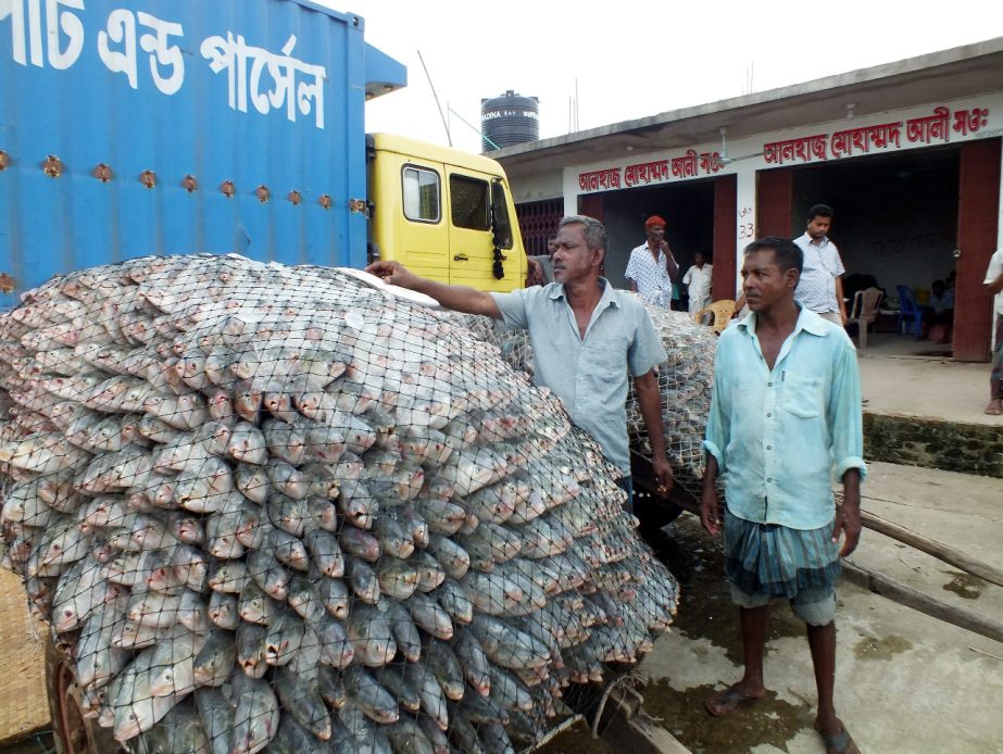 Huge hilsa fish were caught by fishermen. This snap was taken from Fishery Ghat in the Port City on Saturday.