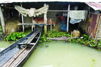 SYLHET: Farmer at Taghria Village in Balaganj Upazila feeding cattle at a special shelter as the whole upazila went under flood water . This picture was taken on yesterday.