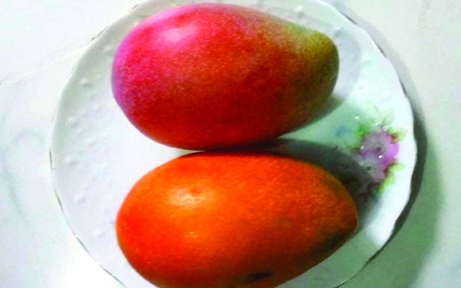 New variety of mango : A new variety of mango developed at an orchard of Rajshahi, has drawn attention of the mango-researchers in the country. Vermillion in colour, it becomes more bright and attractive when it is ripens. For its unique colour, the mang