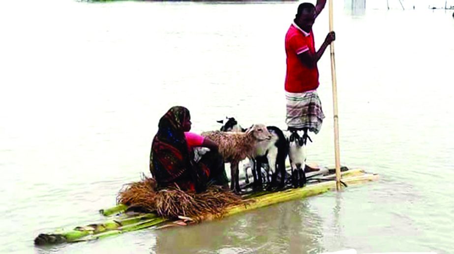 JAMALPUR: Flood victims of Melandah Upazila moving for a safer place with domestic animals. This snap was taken yesterday.