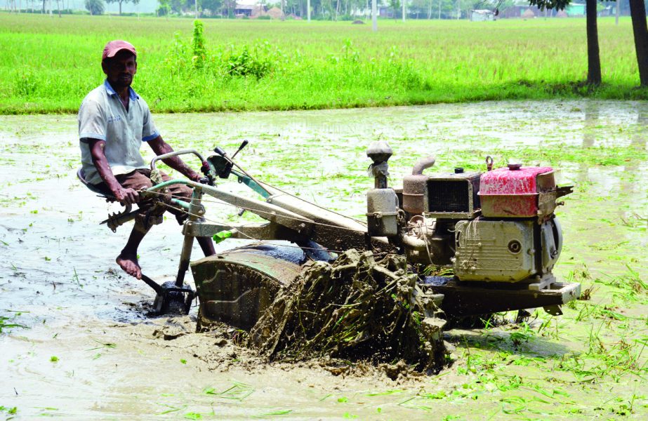 BOGRA: Farmers in Bogra preparing seed beds for T- Aman. This snap was taken from Shahjahanpur Upazila yesterday.