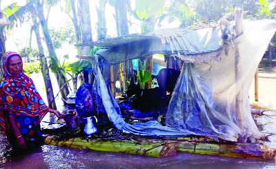JAMALPUR: Victim of Jamuna River erosion Jobeda Begum, a housewife at Dewanpara Village in Chinaduli Union living in the same shelter on a street with her domestic animals. This snap was taken on yesterday. .