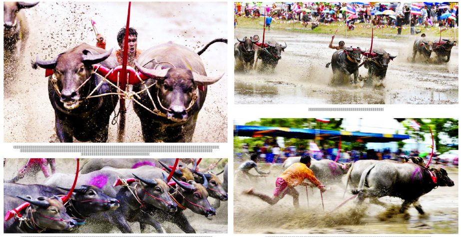 Thailandâ€™s annual buffalo racing festival