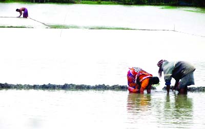 KHULNA: Farmers at Dakop Upazila trying to save saplings of Aman paddy which were submerged in flood water yesterday.
