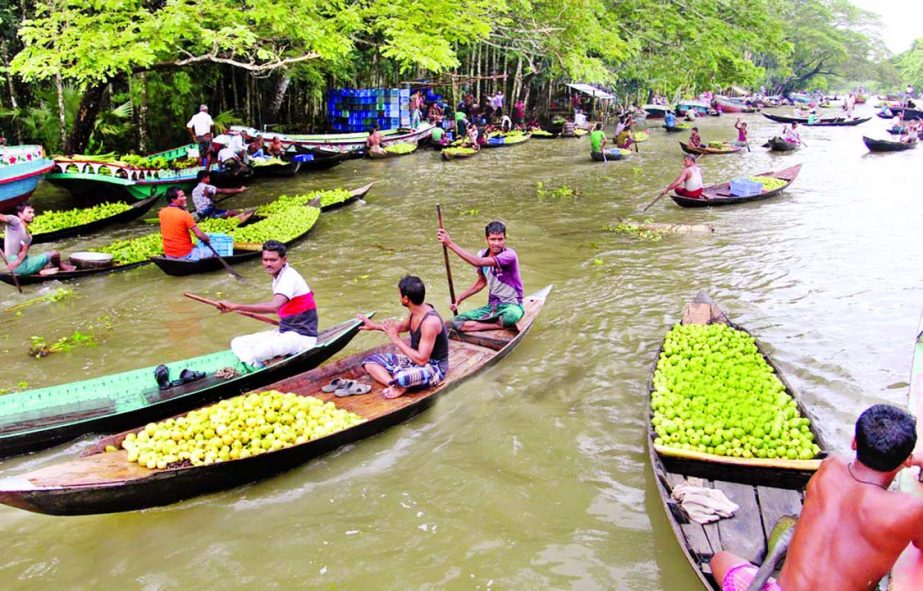 Guava's brisk trading gets momentum at the floating wholesale market during rainy days at Kirtipasha canal in Jhalokati Sadar Upazila. This photo was taken on Thursday.