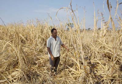 Indian farmer Anant More inspects his destroyed crop of sugarcane due to drought in Marathwada region, in the Indian state of Maharashtra.