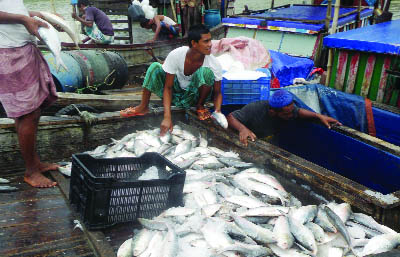 PATUAKHALI: Huge hilsa being caught in the deep sea in Patuakhali. This picture was taken yesterday.