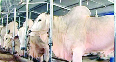 NARSINGDI: Fattened cows at Baki Dairy Farm at Narsingdi.