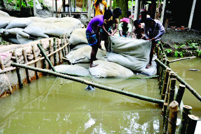 BOGRA: Locals trying to save Chandanbaiser-Godakhali dam at Sariakandi in Bogra as cracks developed on the dam yesterday.