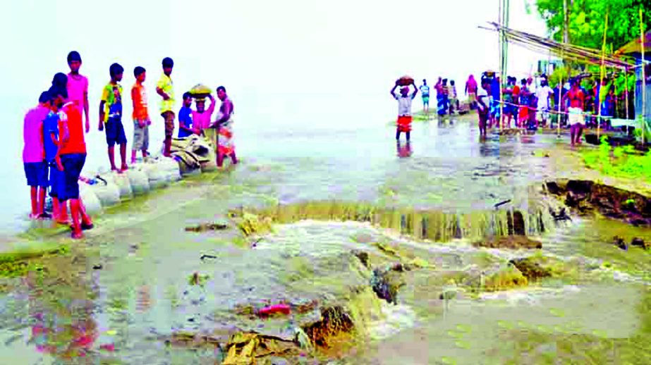 Photo shows flood victims struggling hard to repair four cracks that developed on the Padma Flood Protection Dam due to heavy current of upstream waters at Nayabari Union at Dohar Upazila. This photo was taken on Friday.