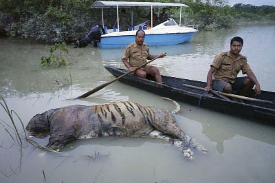 Photo shows the carcass of a tiger lies in floodwaters at the Bagori range inside Kaziranga National Park in the northeastern Indian state of Assam.