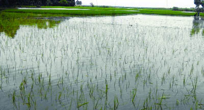 NATORE: Aman paddy field at Halti Beel in Naldanga Upazila has been submerged due to flood. This snap was taken on Friday.