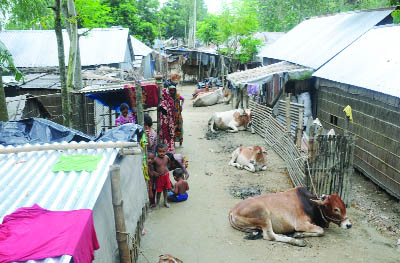 BOGRA: People and cattle took shelter together on Jamuna Flood Control Embankment at Echhadah Village in Kamal Union . This picture was taken on Saturday