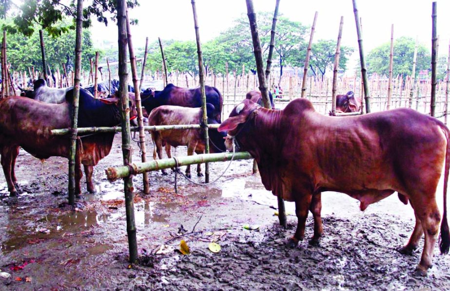 Cattle have started to arrive in the capital ahead of Eid-ul-Azha. The snap was taken from the city's Dhupkhola ground on Monday.