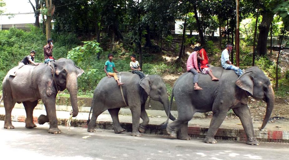 Elephants on city streets for food as the use of the animals has remarkably declined in advertisement and circus.